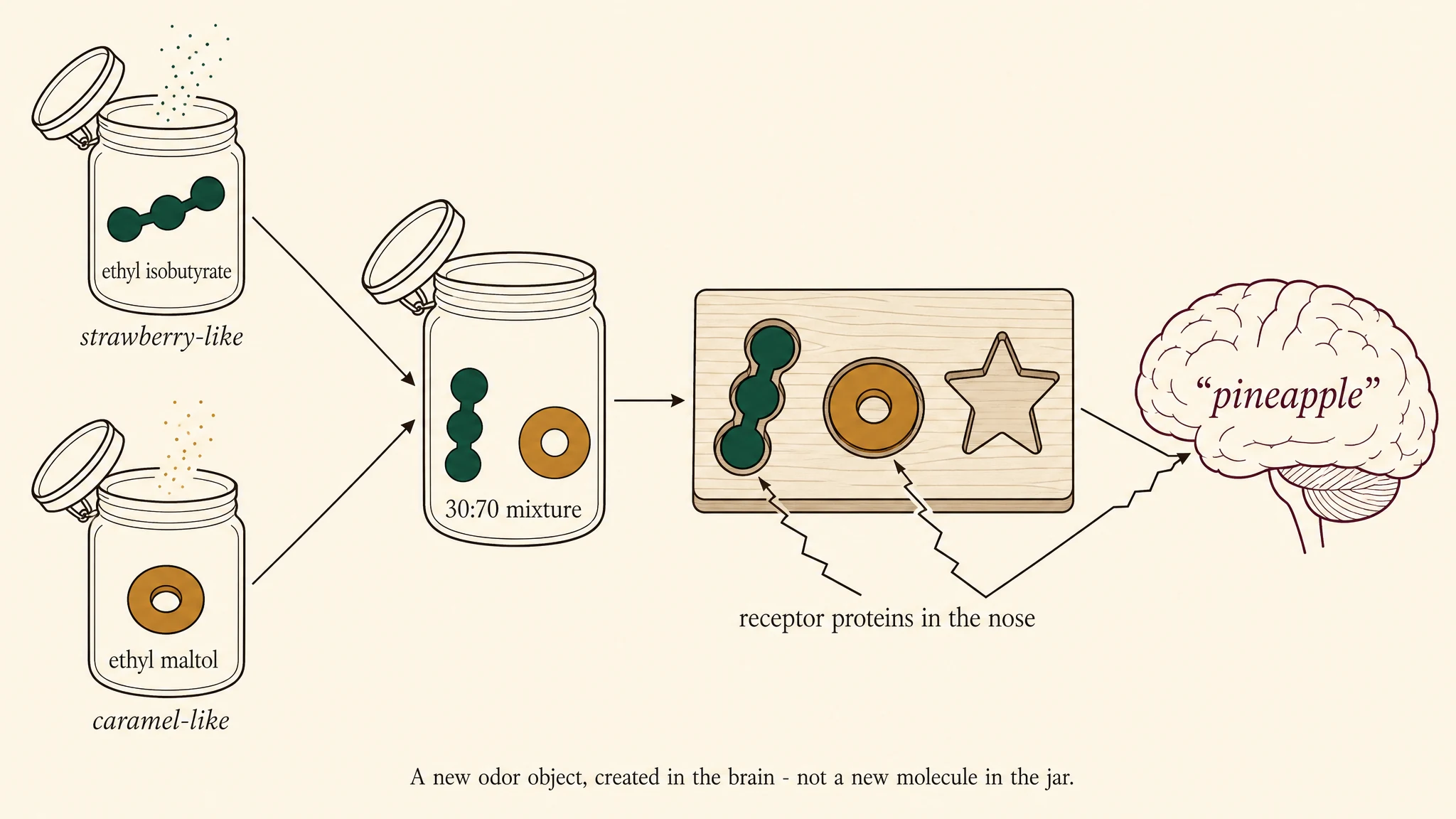 Jars of ethyl isobutyrate (strawberry-like) and ethyl maltol (caramel-like) pour into a 30:70 mixture jar where both molecules remain separate and unchanged. Each molecule docks its own receptor pocket on a board, and the two signals converge in the brain, which reads a single new word: pineapple. A new odor object, created in the brain, not a new molecule in the jar.