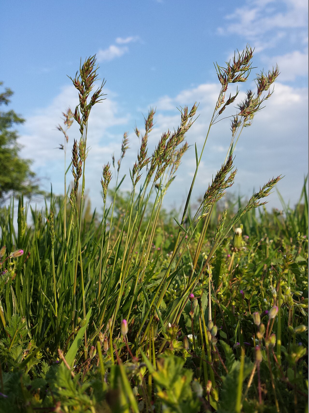 Poa bulbosa: Low grass clump with slender upright culms and compact dark-tipped panicles.