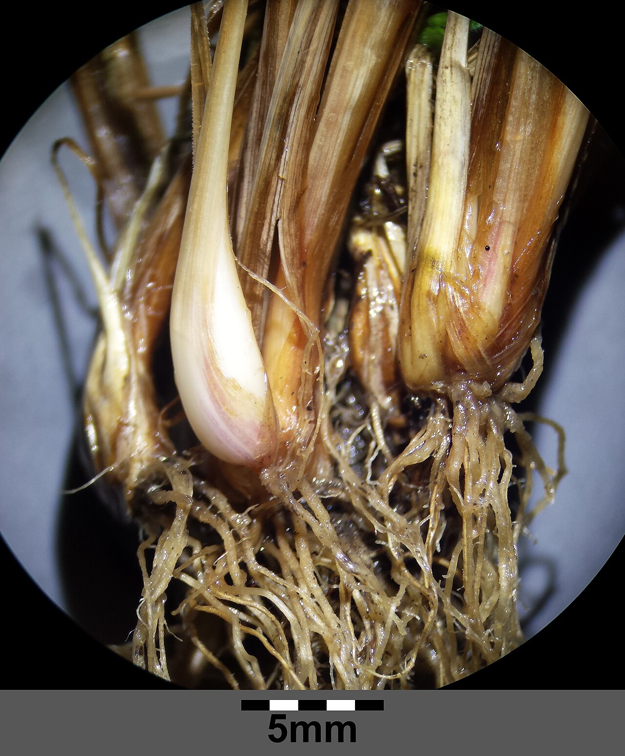Poa bulbosa: Close view of swollen pale bulb-like shoot bases above a fibrous root cluster.