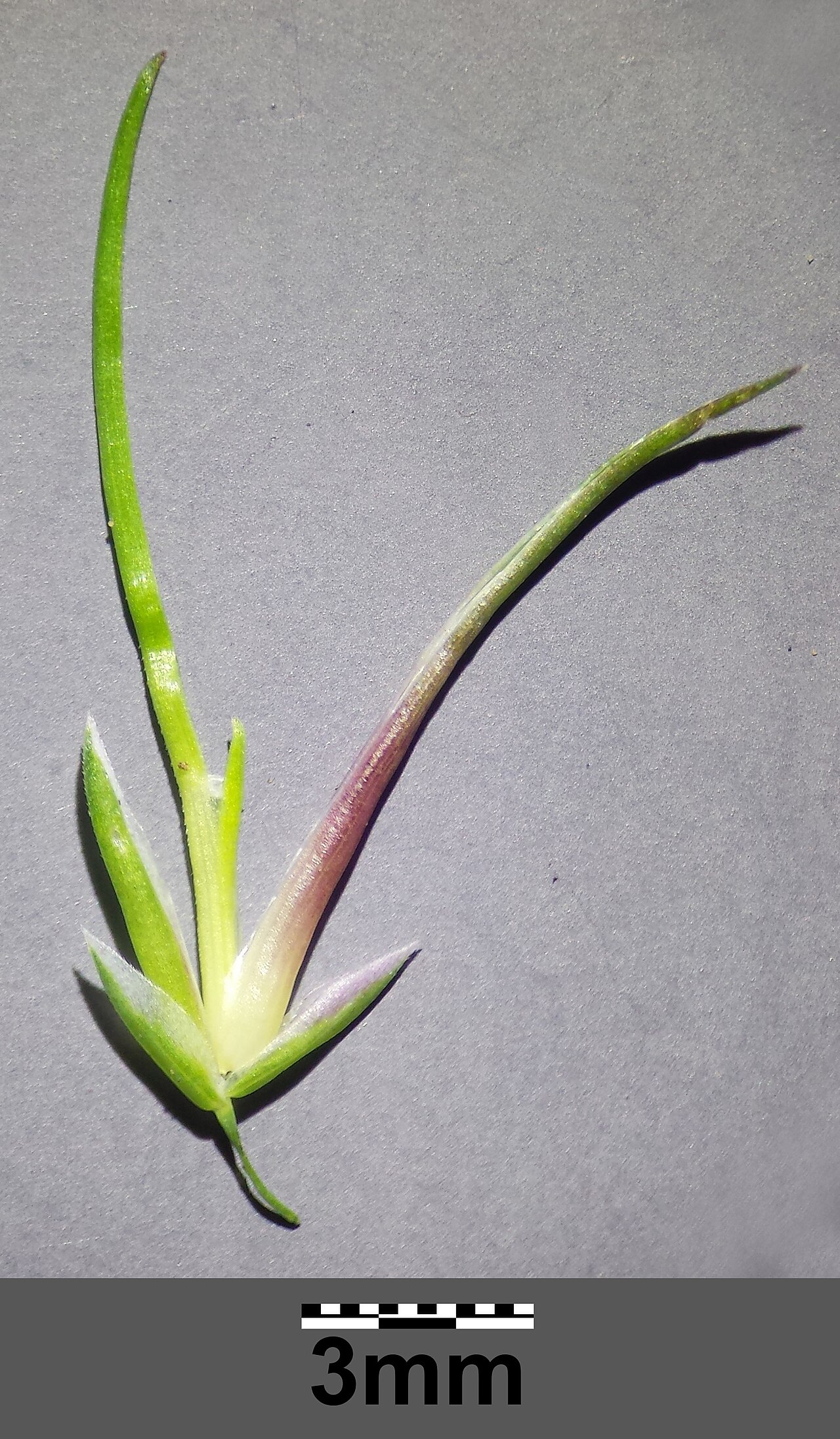 Poa bulbosa: A single leafy bulbil photographed with a millimeter scale.
