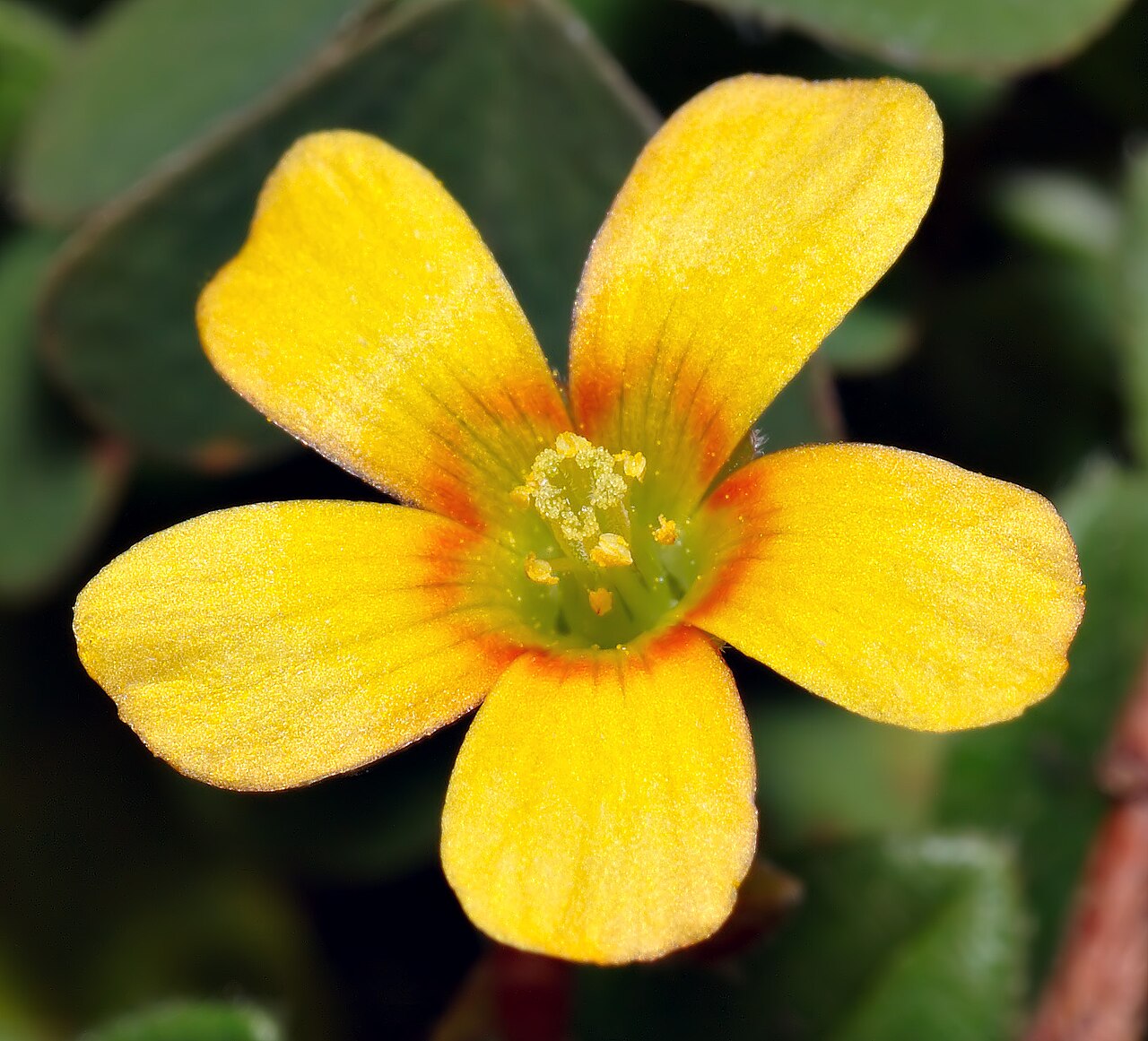 Creeping woodsorrel: a yellow five-petaled flower with fine reddish veins near the center.