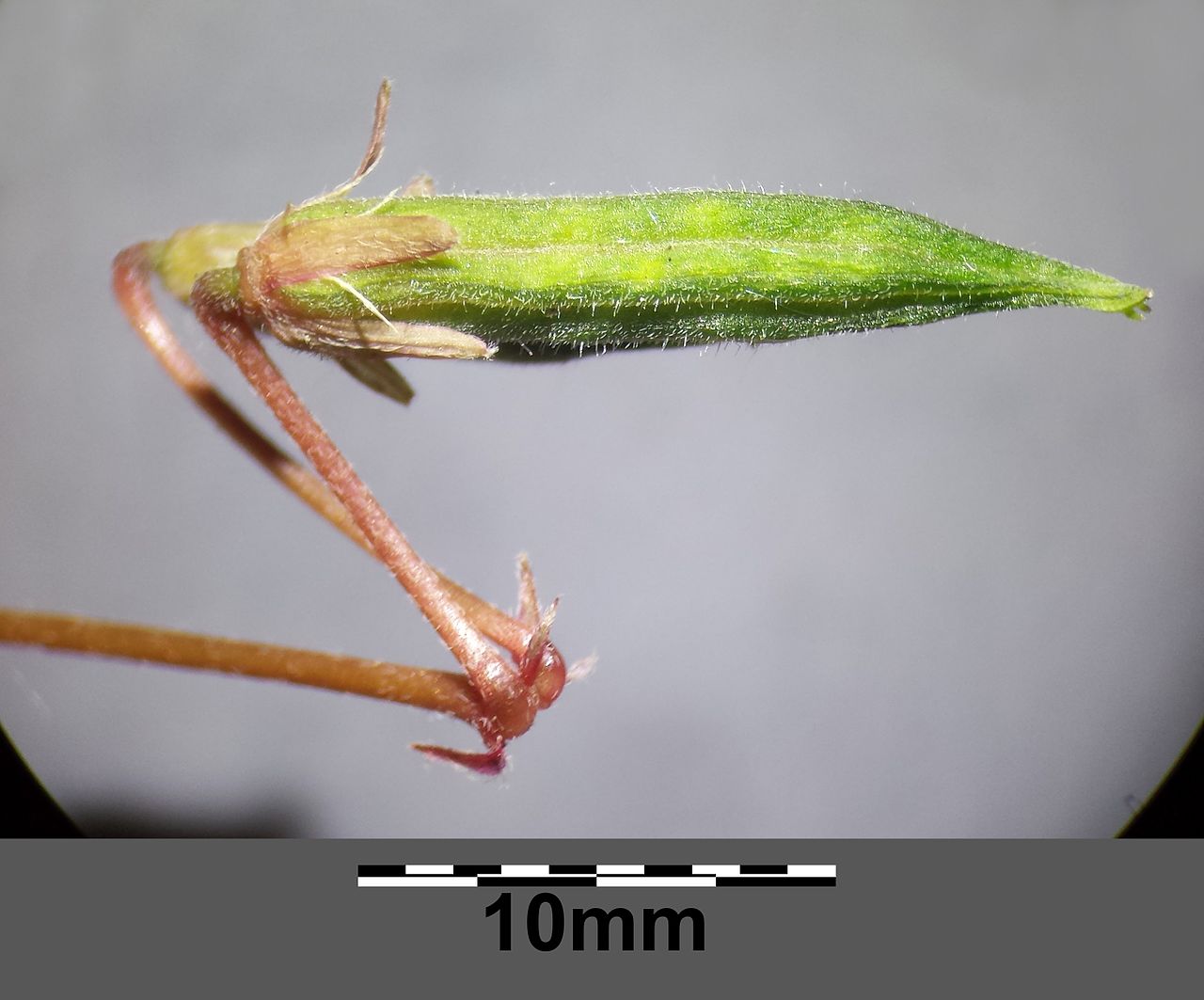 Creeping woodsorrel: an elongated pointed green capsule with fine surface hairs on a curved stalk, photographed with a 10 mm scale.