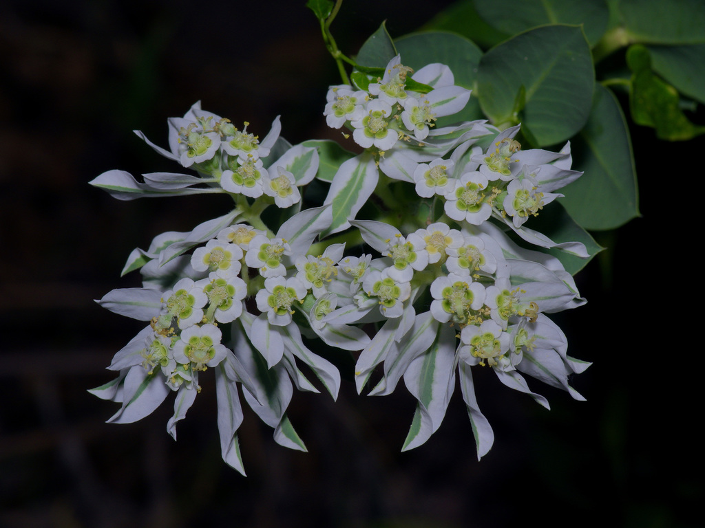 Top view of snow-on-the-mountain flower clusters surrounded by white-edged bracts against a dark background.