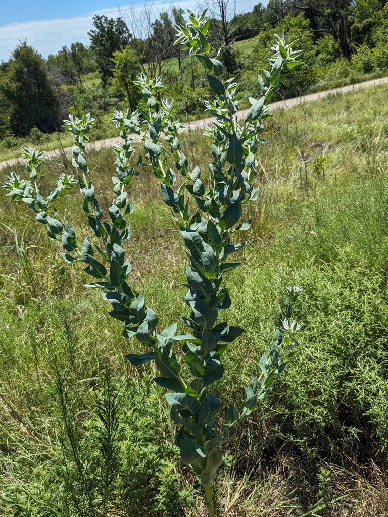 Tall, branching snow-on-the-mountain plant with green lower leaves and white-edged upper foliage.