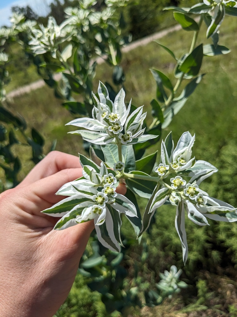 Snow-on-the-mountain branch held in a hand, showing white leaf margins and small central flower structures.