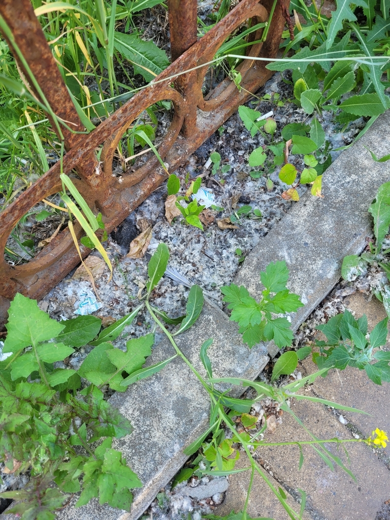 Brassica elongata: Lower leaves and the base of a sprawling stem beside a wall and path.