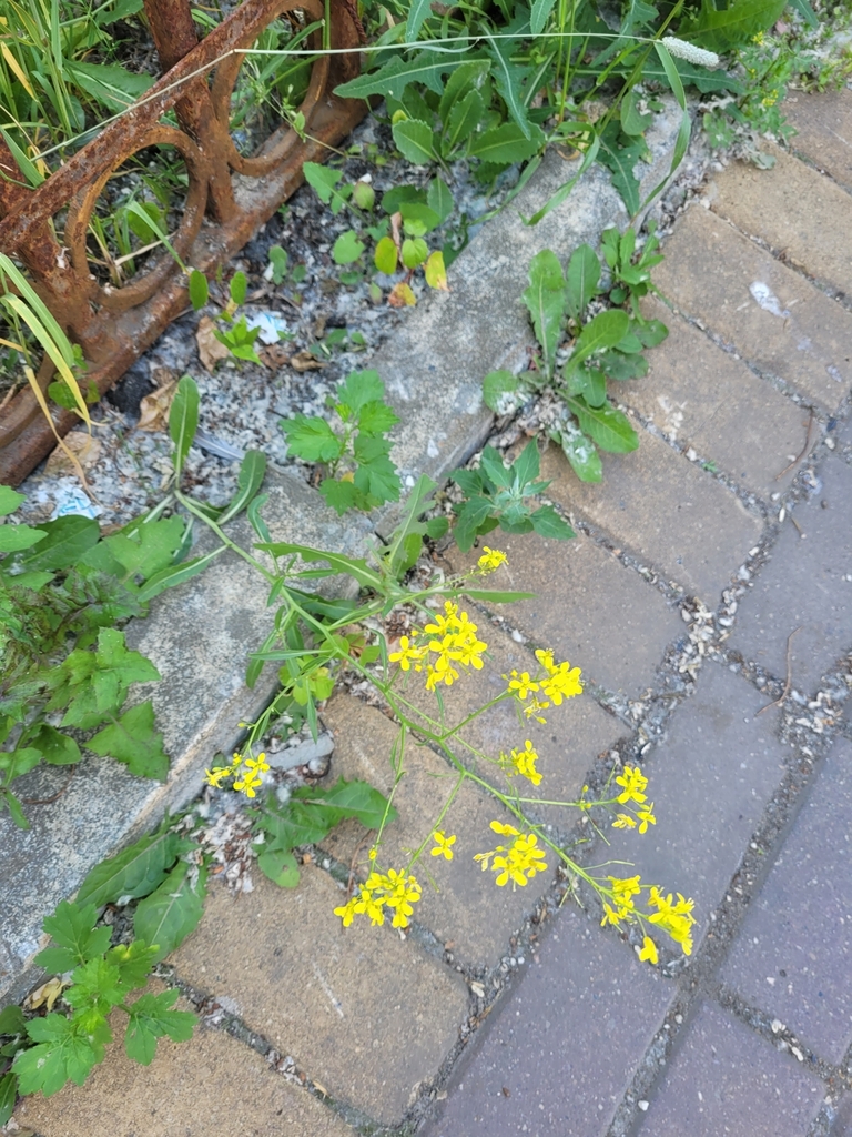 Brassica elongata: The flowering plant viewed from above, showing its branching pattern and lower leaves.