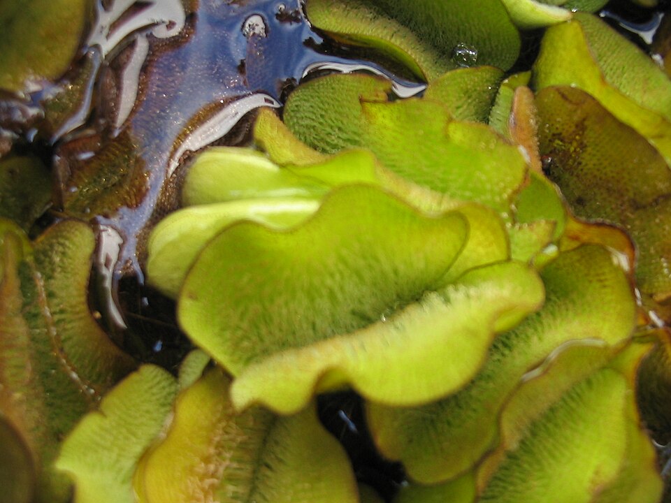 Salvinia molesta: Close view of floating, folded green leaves with textured upper surfaces.