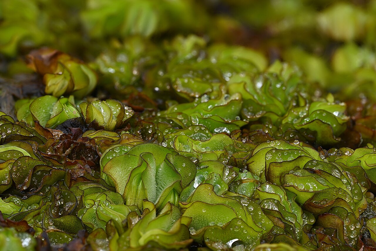 Salvinia molesta: Floating folded leaves with water droplets; the source describes this as a photograph focus-stacked from 20 exposures.
