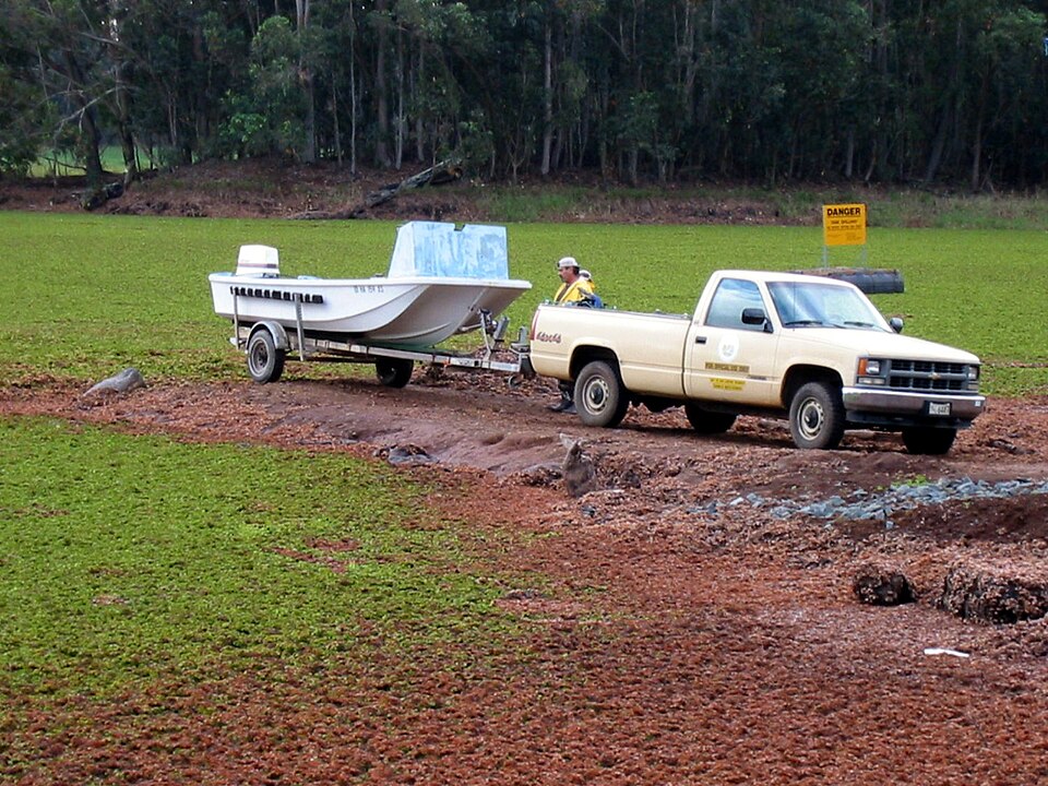 Salvinia molesta: Lake Wilson in Hawaii covered by a dense salvinia mat, with a vehicle and boat on the near shore.