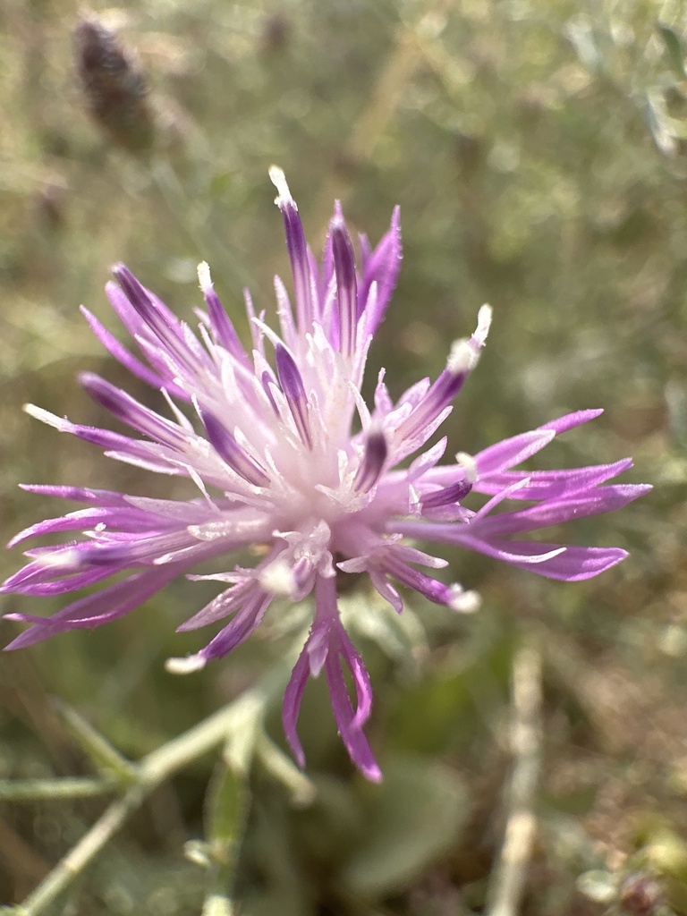 Close view of a pale pink and purple hybrid-knapweed flower head; source location is Littleton, Colorado.