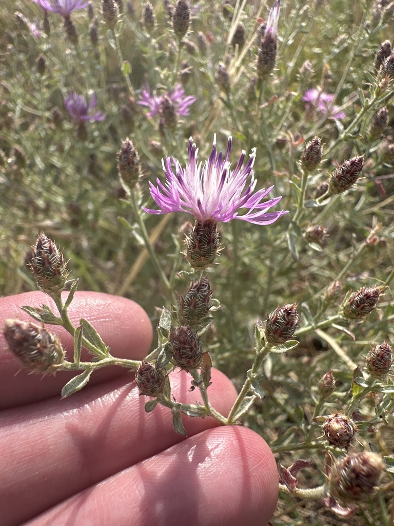 A pink-purple hybrid-knapweed head and several buds held beside branching stems; the source identifies this Littleton, Colorado plant as Centaurea × psammogena.