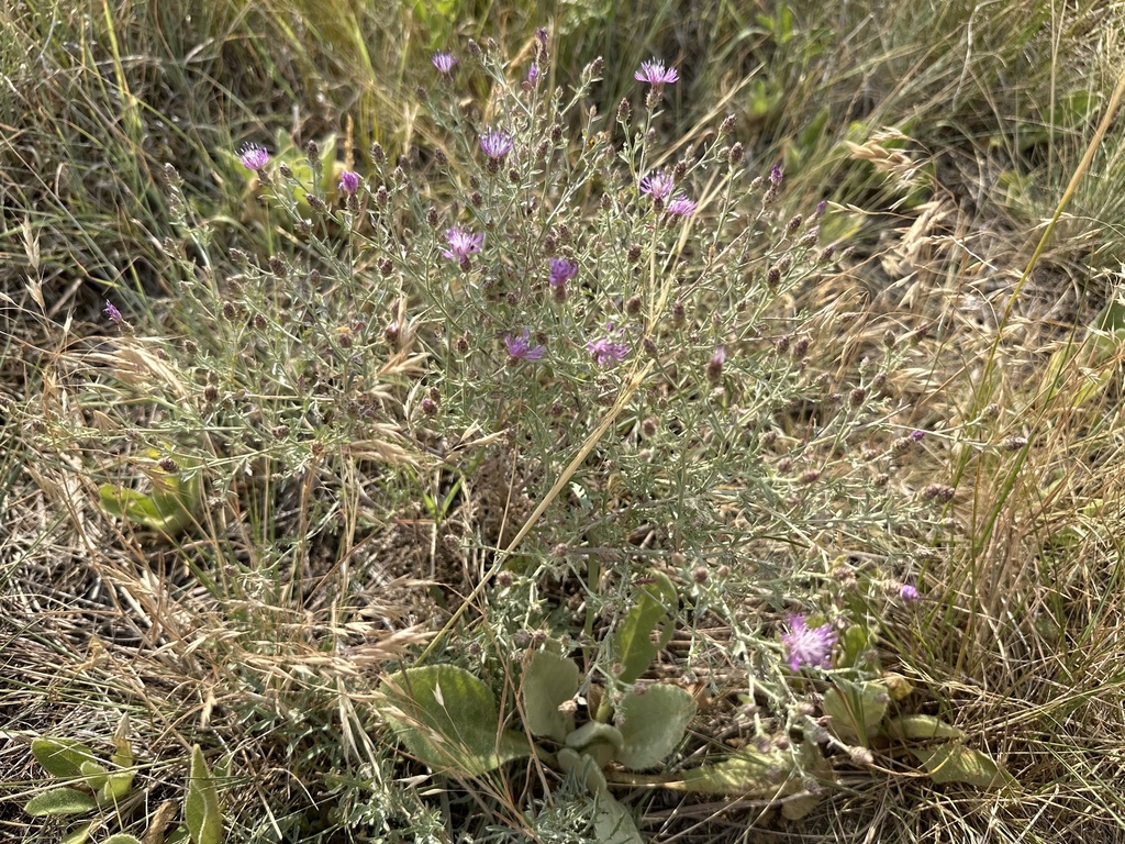 A widely branched hybrid-knapweed plant with scattered pink-purple heads in dry vegetation; source location is Littleton, Colorado.