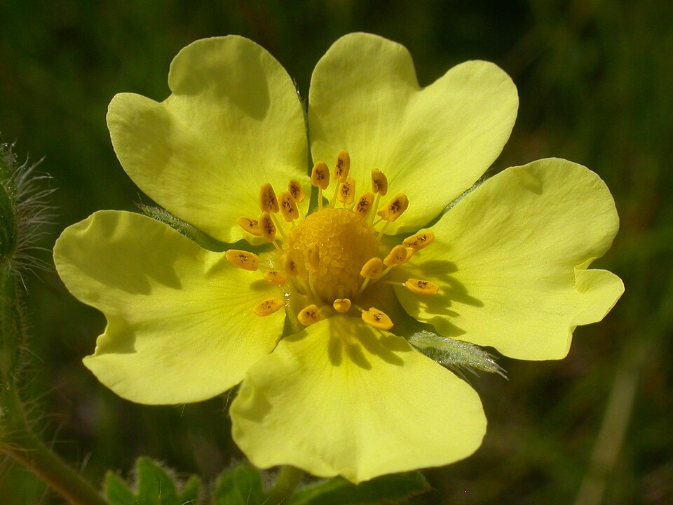 A pale yellow, five-petaled sulphur-cinquefoil flower showing its central stamens.