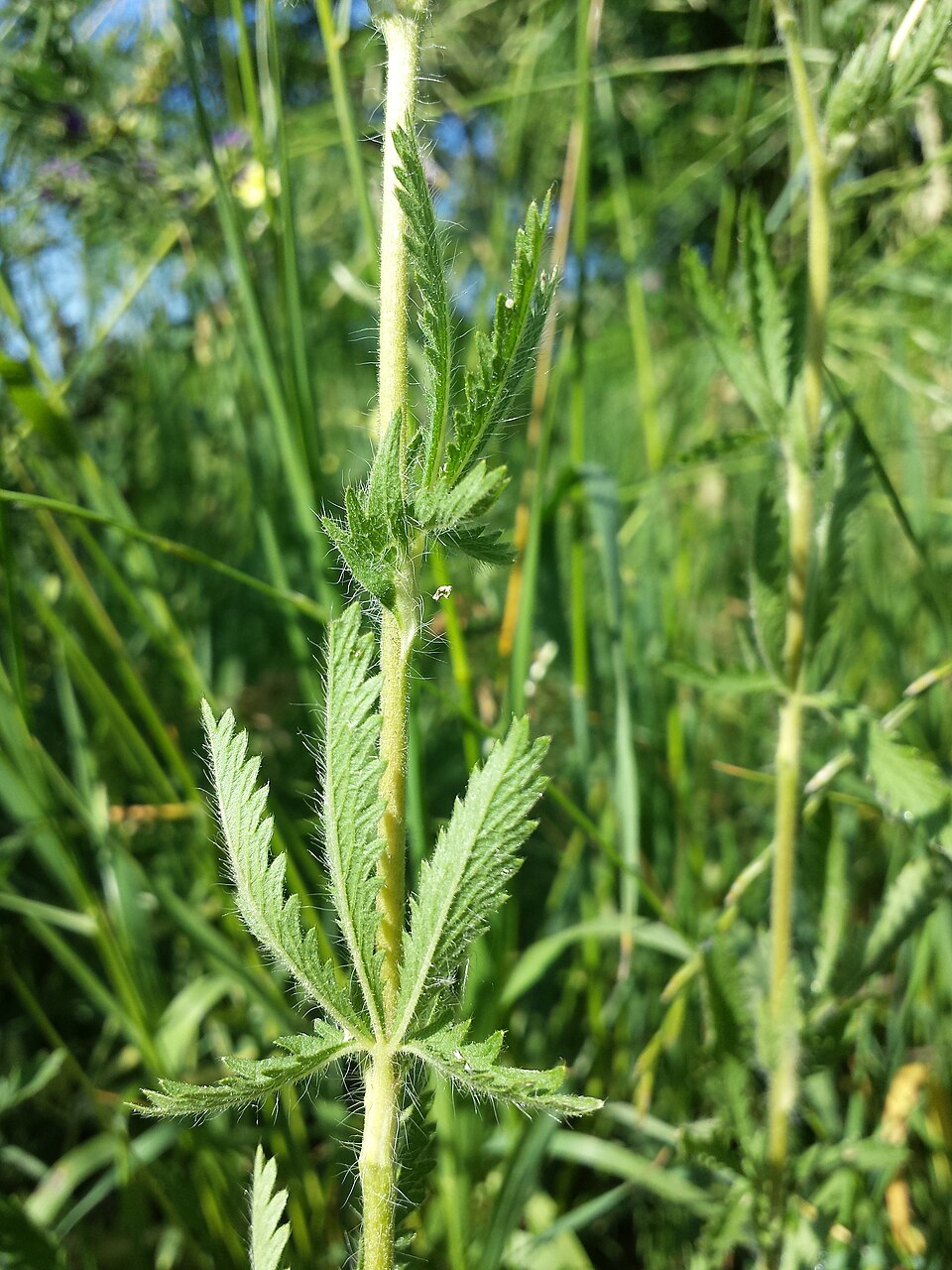 A hairy upright sulphur-cinquefoil stem with palmate leaves viewed from the side.