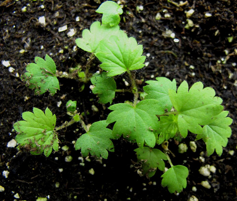Young sulphur-cinquefoil plants with rounded, lobed first leaves in a cultivation tray.