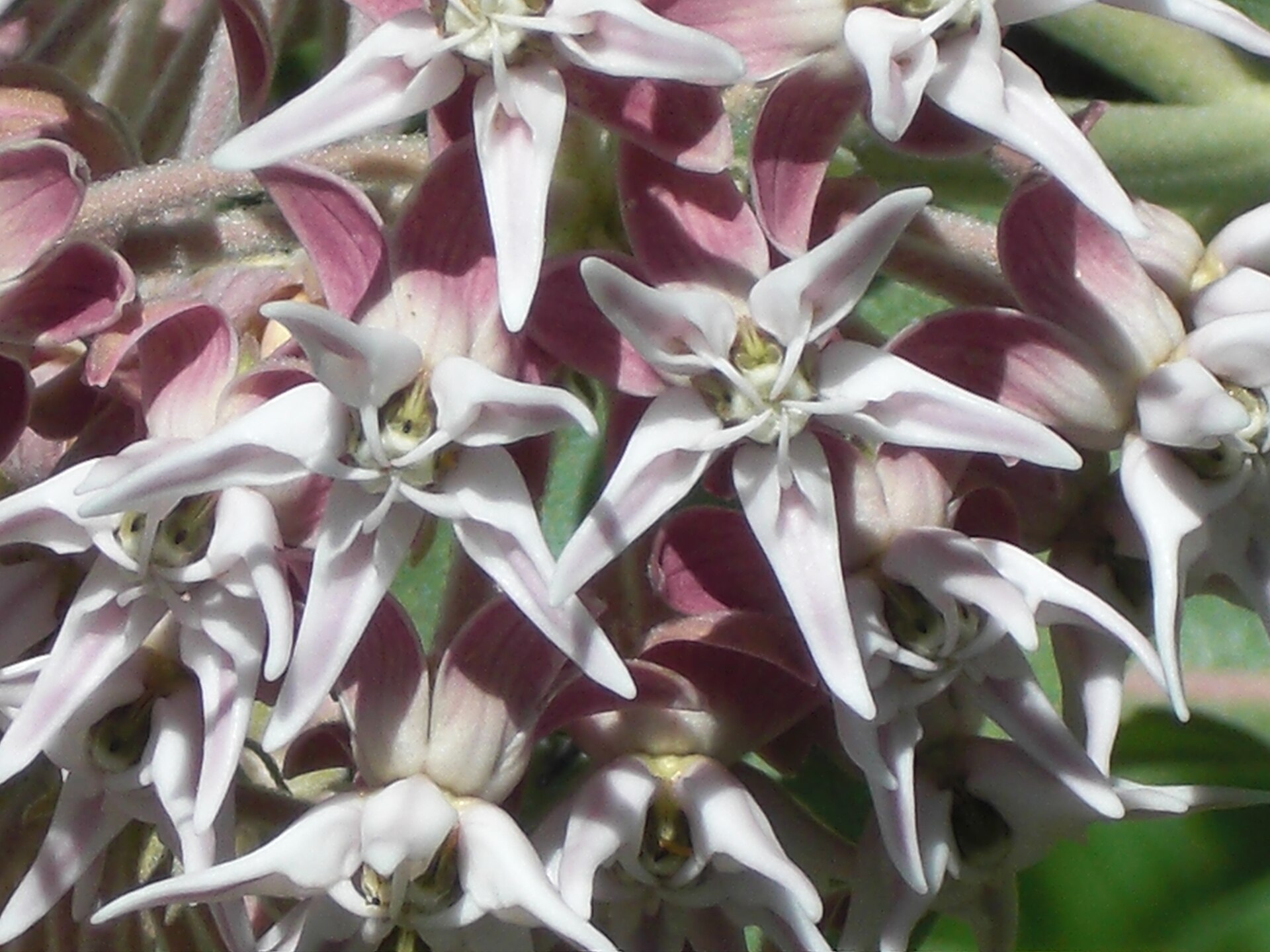 Asclepias speciosa: Close view of pale pink showy milkweed flowers, with long pointed hoods above reflexed petals.