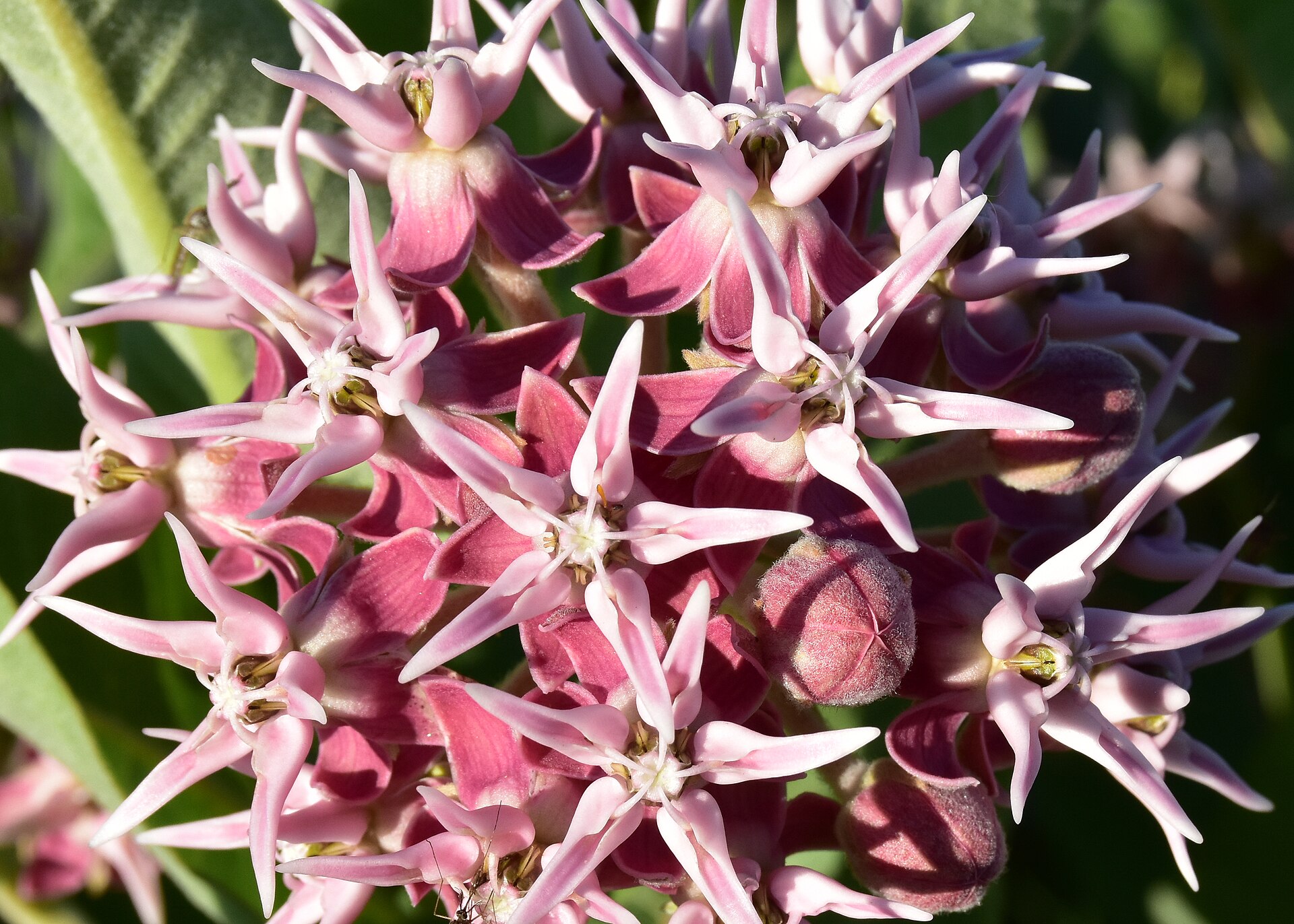 Asclepias speciosa: Pink and white showy milkweed flower cluster viewed from above, showing pointed hoods and unopened buds.