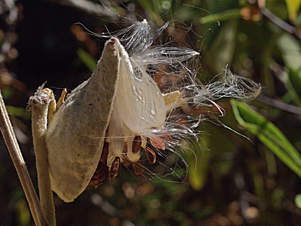 Asclepias speciosa: An open, rough-surfaced milkweed pod releasing brown seeds with silky white hairs.