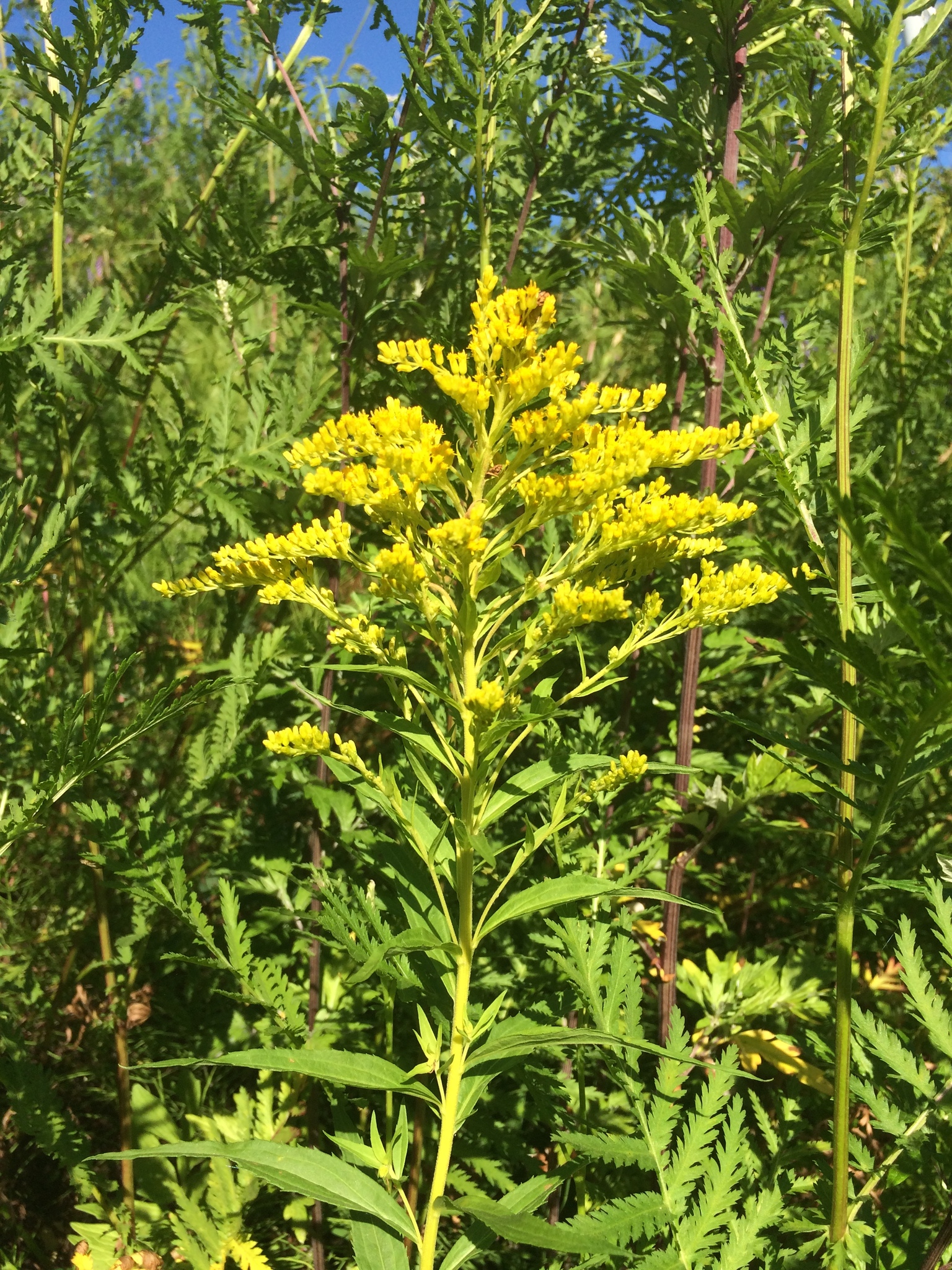 Solidago canadensis: A goldenrod stem with a branching yellow flower plume and narrow, alternate toothed leaves.