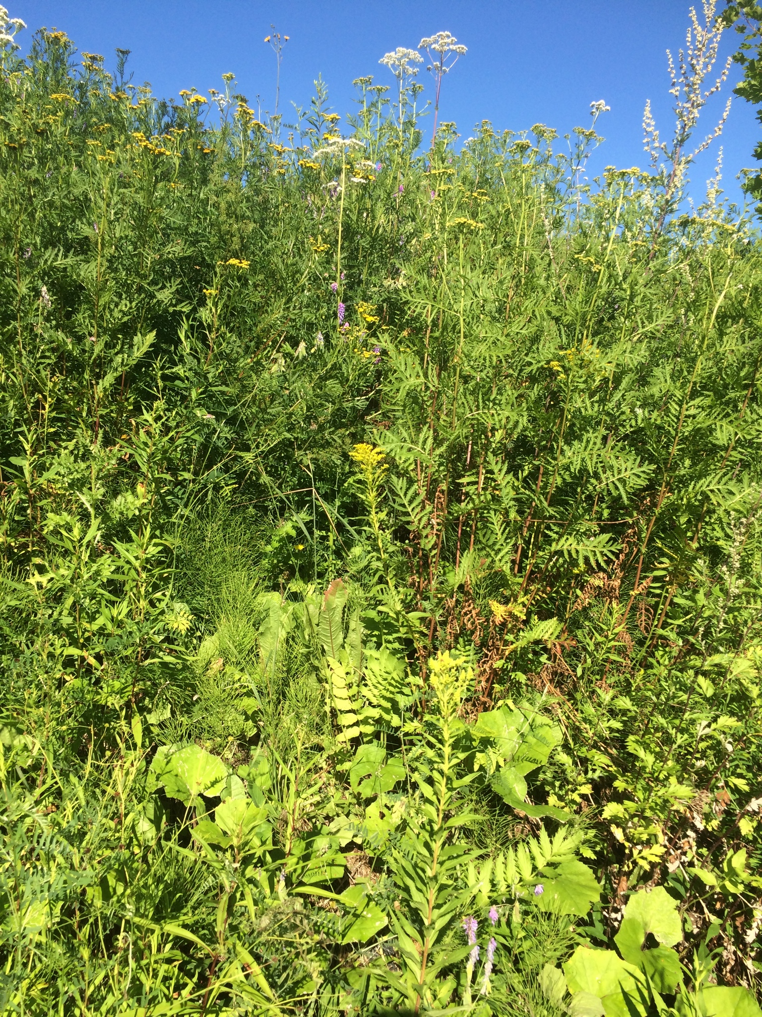 Solidago canadensis: An upright goldenrod stand within mixed meadow vegetation; other plant species also occur in the frame.