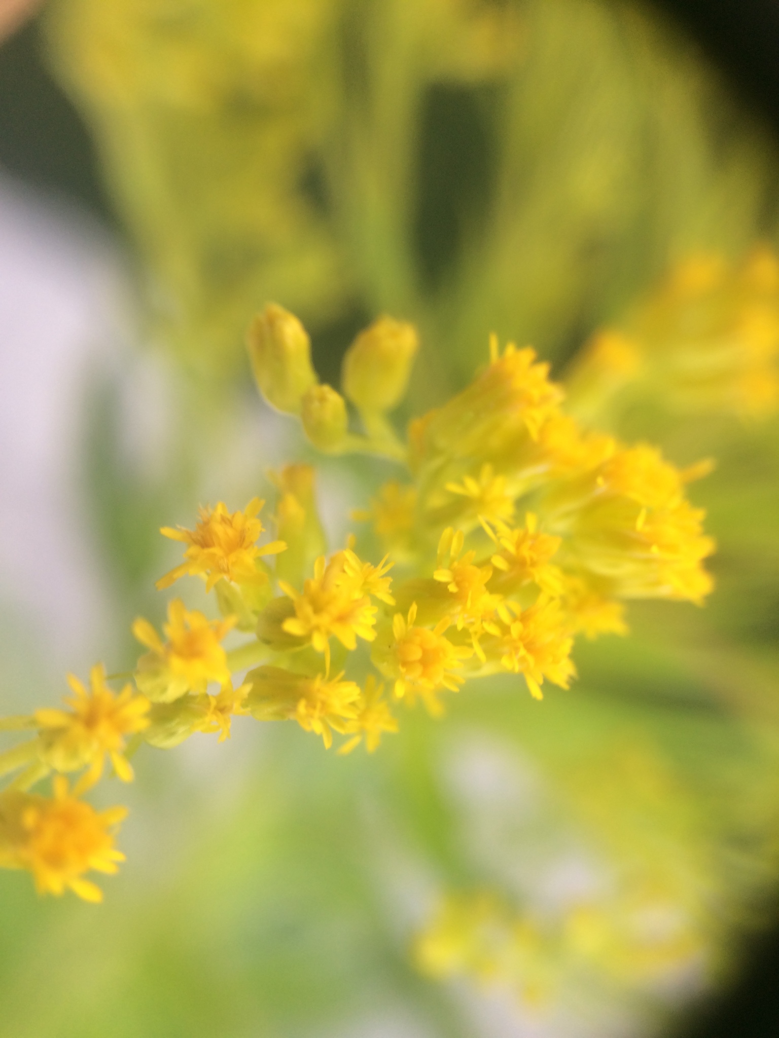 Solidago canadensis: Close view of individual small yellow flower heads along a branch; focus is strongest near the centre.