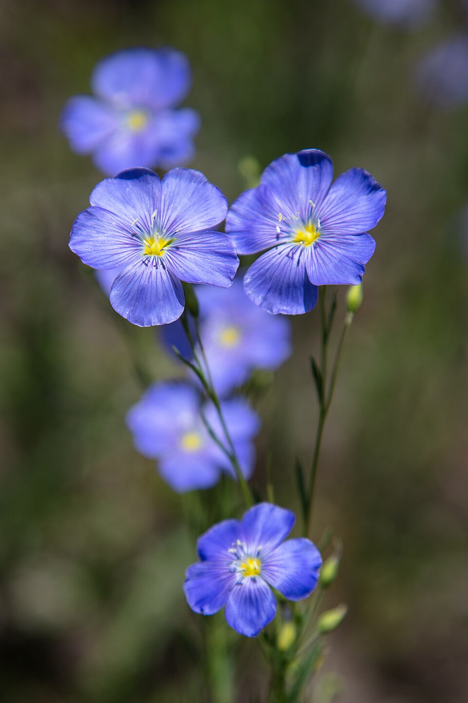 Blue five-petaled flax flowers with pale veins and yellow centers, on a slender flowering stem.