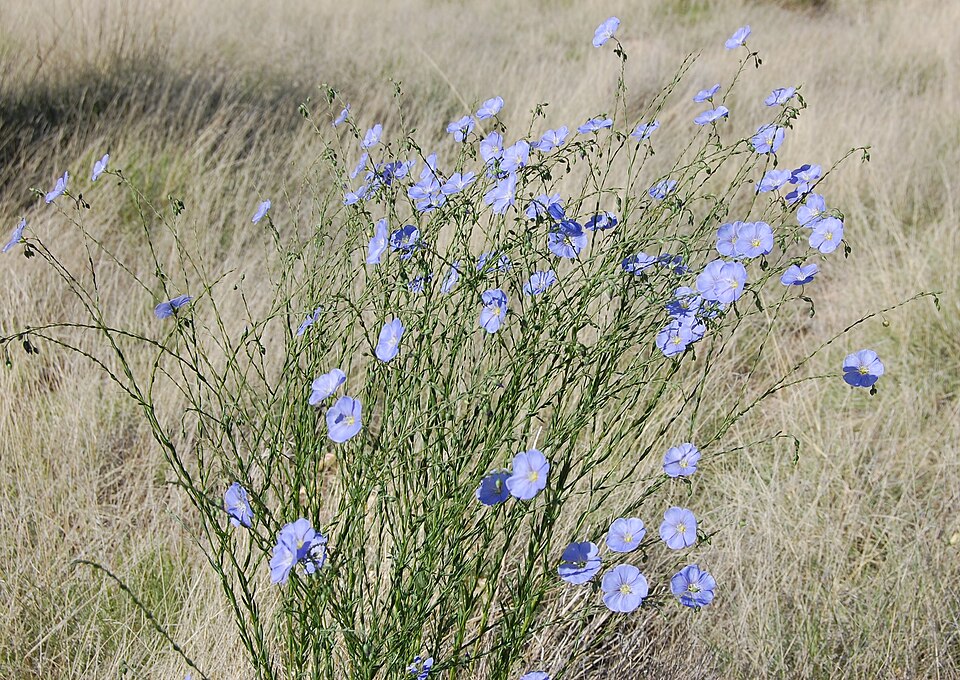 Airy clump of thin stems carrying numerous blue flowers in dry grassland.