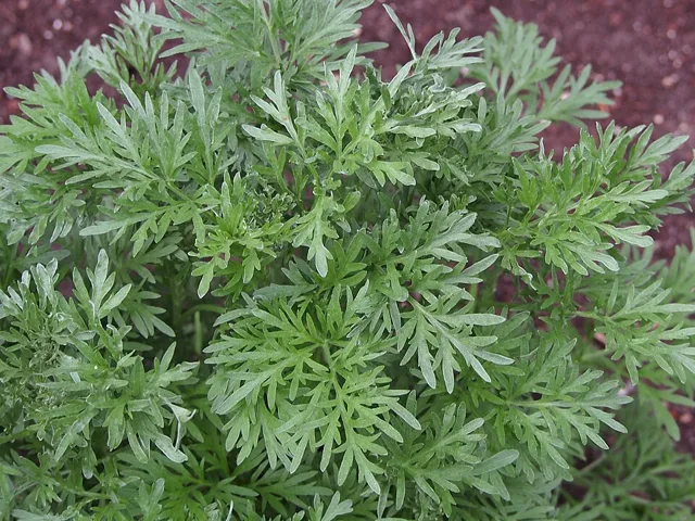 Dense young growth with deeply divided gray-green leaves, viewed from above.