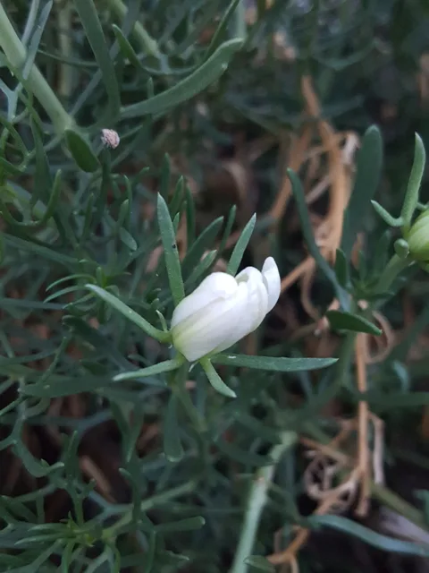 Peganum harmala: A partly open white flower above narrow, deeply divided leaves.