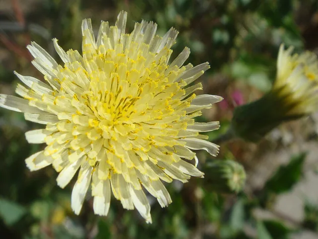 Sonchus oleraceus: Close view of a pale yellow head composed of many narrow strap-shaped florets.