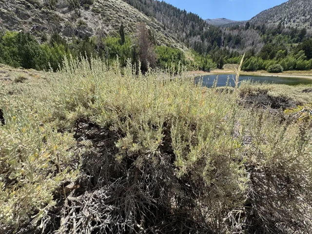 Mountain big sagebrush (Artemisia tridentata subsp. vaseyana) shrub with upright reproductive shoots beside a mountain pond.