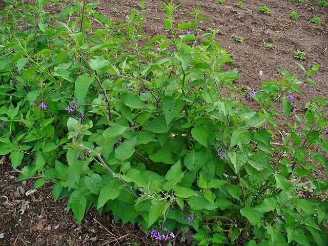 Solanum dulcamara: Dense tangle of leafy scrambling stems with pointed green leaves.