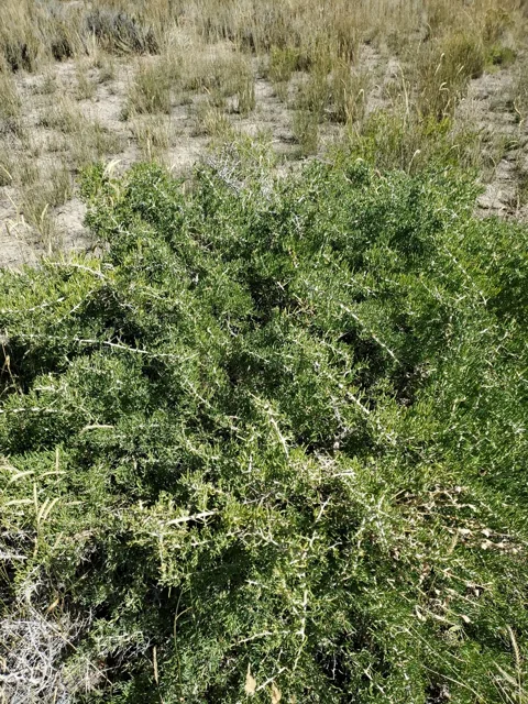 Low, spreading greasewood shrub with dense green foliage in open dry ground.