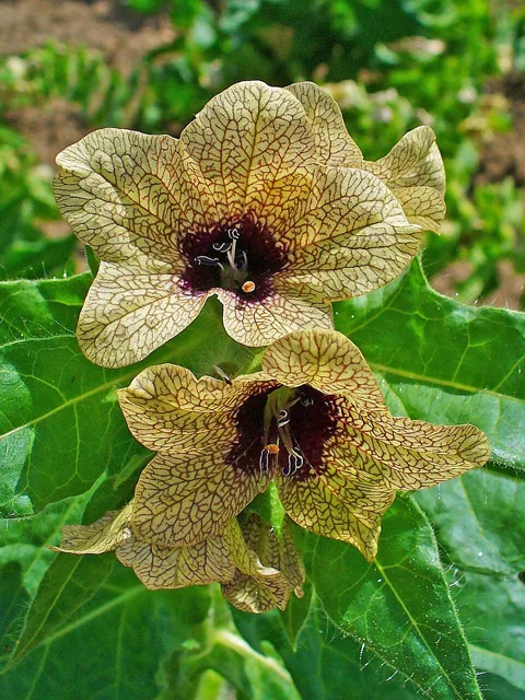 Pale yellow henbane flowers with purple veins and dark purple throats above lobed leaves.