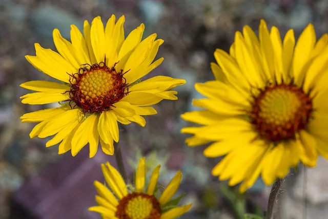 Open yellow-rayed blanketflower heads with orange-yellow central disks and a reddish inner ring.
