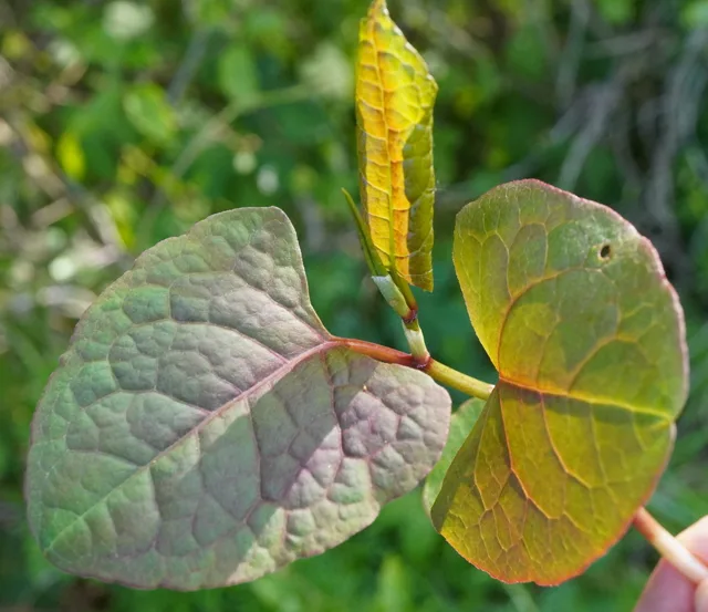 Reynoutria × bohemica: Young rounded leaves with reddish-purple tones and a folded emerging leaf.