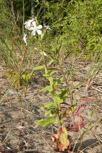 Upright soapwort stem with opposite leaves and a pale flower cluster in sandy ground.
