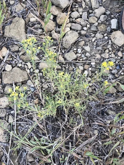 Small branching broom snakeweed plant with yellow flower clusters above a woody base on rocky ground.