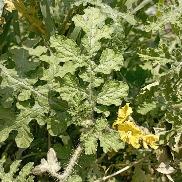 Solanum rostratum: Deeply lobed leaves and prickly stems, with a yellow flower visible at the edge.