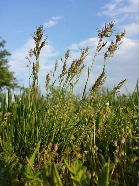 Poa bulbosa: Low grass clump with slender upright culms and compact dark-tipped panicles.