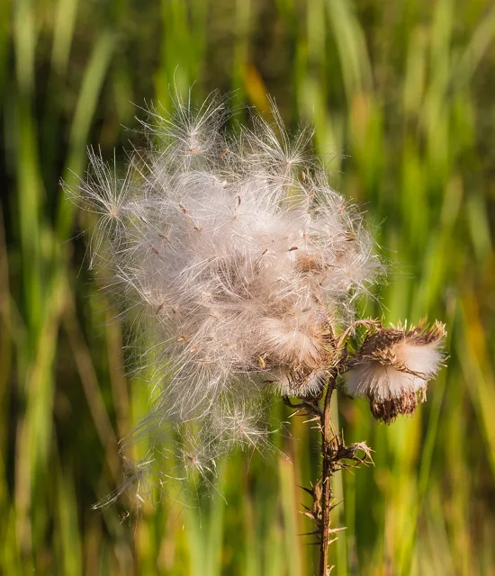 Cirsium vulgare: White wind-dispersal hairs spreading from mature dry seed heads.