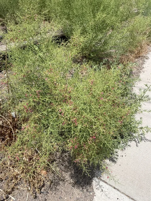 Alhagi maurorum: A dense, twiggy stand growing beside a paved edge.