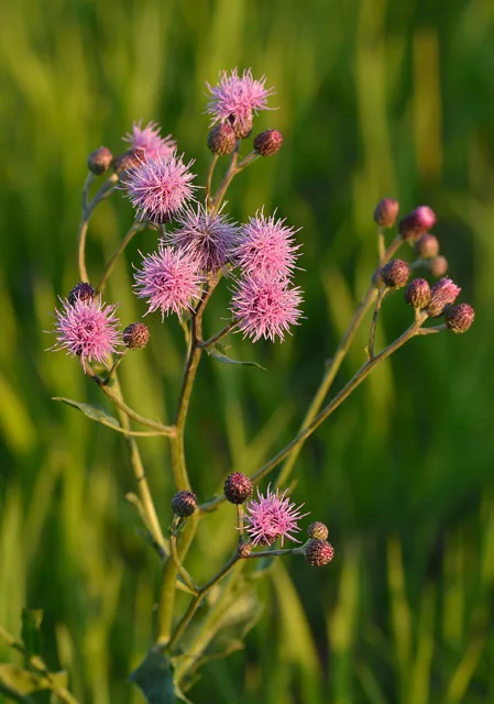 Cirsium arvense: Branching stem carrying numerous small pink-purple flower heads and buds.