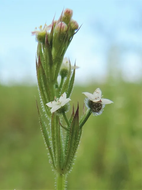 Galium aparine: Small white flowers and rounded young fruits at the tip of a prickly leafy shoot.