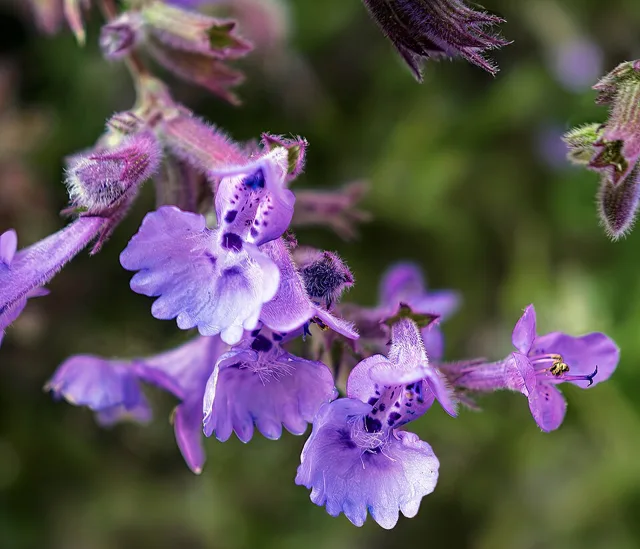 Macro view of violet-blue, two-lipped flowers with darker spotting and hairy calyces.