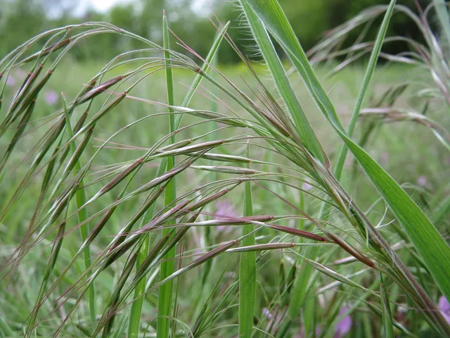 Bromus tectorum: Green to purple awned spikelets hang from slender drooping panicle branches.