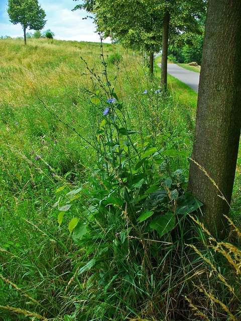 Cichorium intybus: Tall branched flowering plant above broad lower leaves at a grassy field edge.