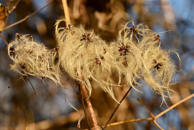 Several clematis fruit clusters with long, silky, twisting tails on woody stems.
