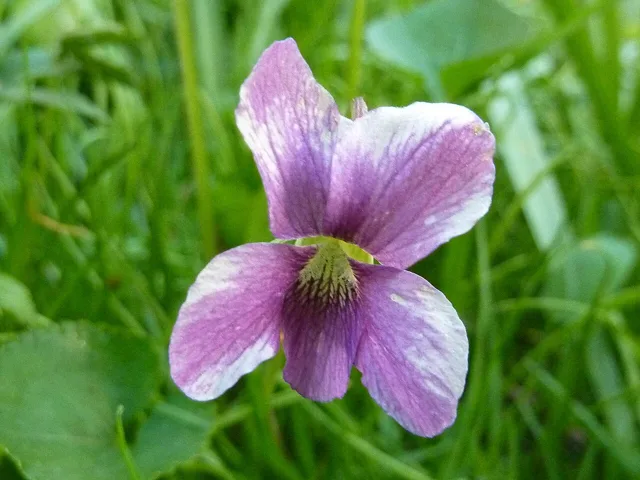 Common blue violet: a single violet flower with purple-and-pale petals and darker veins leading toward its center.
